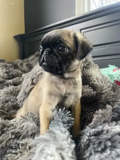 I have one female pug puppy left ready for her forever home. They been raised in a home with other a...