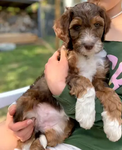 Bernedoodle Puppies F1BB (Standard size), View more