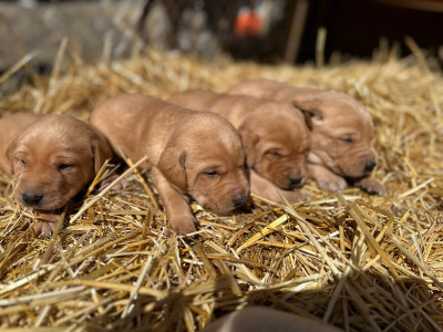 Yellow Lab Puppies (American Style)