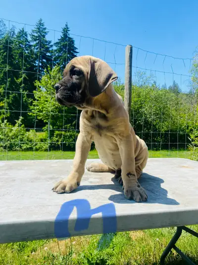 We have 3 little hams available. Female is Ellie she is going to be a very big girl, very calm, very...