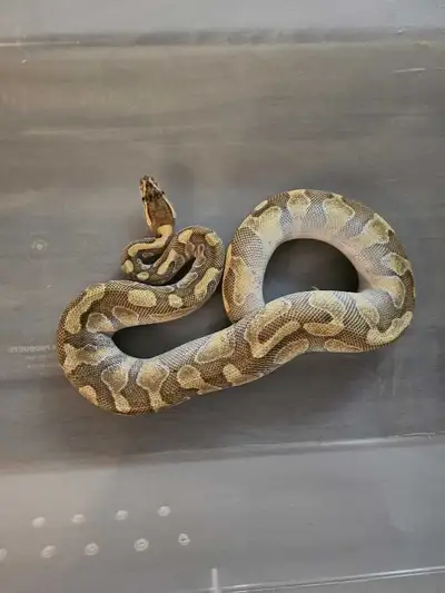 Butter enchi ball python. $80, View more