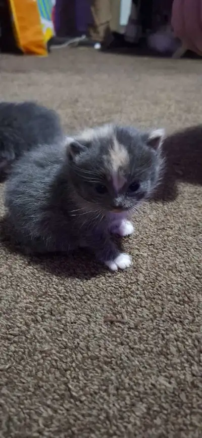 2 Manx 1 Grey n white boy ($300) (sold) 1 diluted calico female($300) (sold) 2 tailed 1 male Grey an...