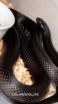 MEXICAN BLACK KING SNAKE 1.2 
