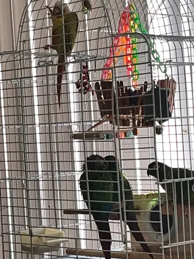 Conure parrots 2 months old $300, View more