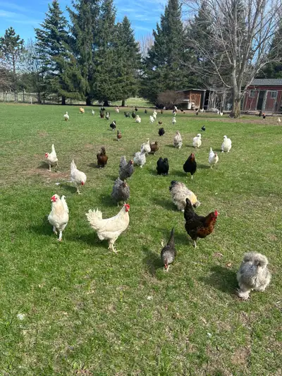 Looking for a place for the entire flock of birds. We have a mix of chickens, ducks and roosters. Ne...