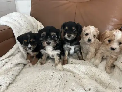 Morkie / Beaglier Puppies, View more