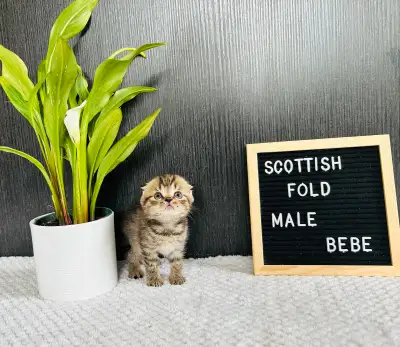 chatons scottish pures races de grandes qualités , View more