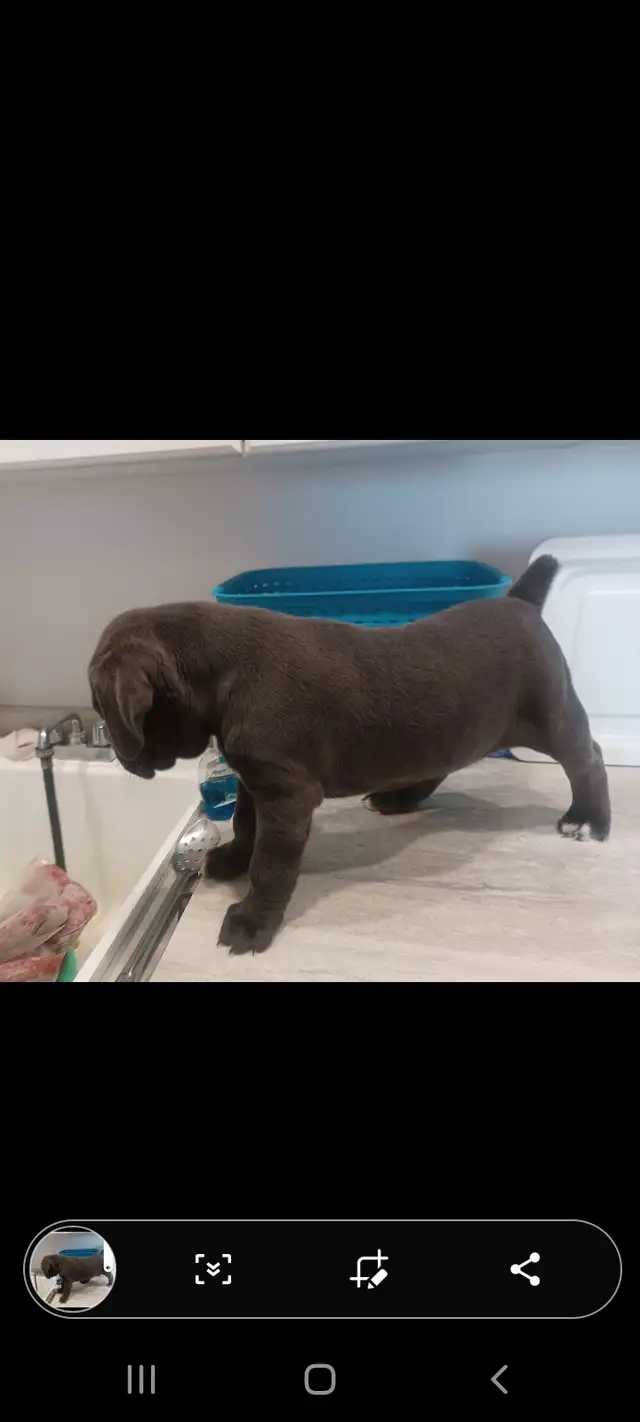 Cane Corso pups,, gray, blue, brindle , formentino in Dogs & Puppies for Rehoming in Markham / York Region - Image 8
