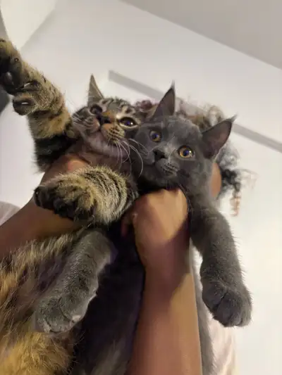 Cats for sale , View more