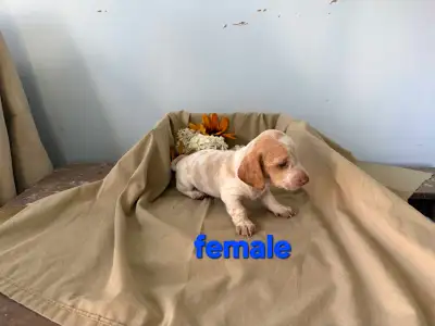 CKC Registered Dachshund puppies , View more