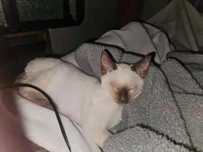 pure breed siamese kittens , View more