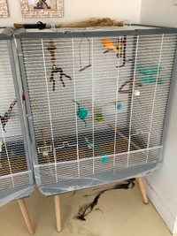 Cages oiseaux 