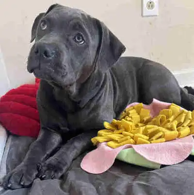 Mini mom Dolce. She loves to stay with humans on sofa ore bed , very gentle, cuddly and loving littl...