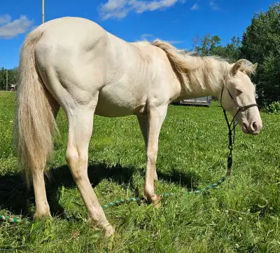 Yearling, Hollywood welsh cross Stud colt READ FULL AD, View more