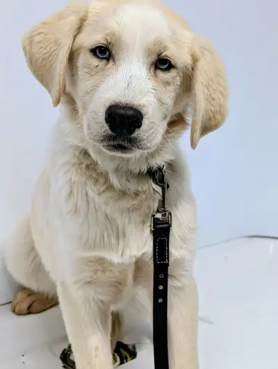 Nous avons 3 magnifiques chiens mâles à vendre Prix : 900$ chacun 1️⃣ Chocobo • Chien d’eau d’Espagn...