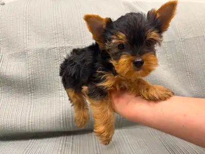 Healthy male is ready to be rehomed. He is vet checked, vaccinated+deworming, and has passport/vacci...