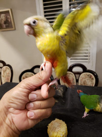 BABY DILUTE PINEAPPLE GREEN CHEEK CONURE AT CENTRAL PET STORE
