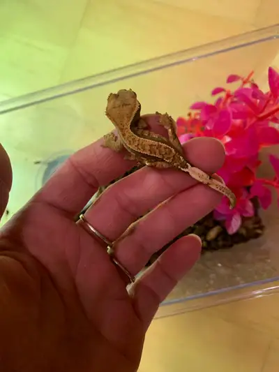 1 month old to 6 months old baby crested geckos for sale, View more