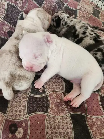 Micro  Puppies Merle Tri Available!  Born July 29th, 2025, View more