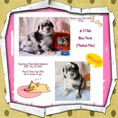 ASDR Australian Shepherds, View more