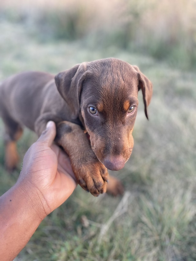 Doberman puppy for sale 1050 Dogs & Puppies for Rehoming Calgary
