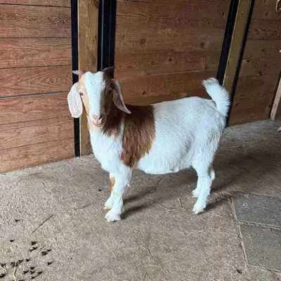 Female Boer goat, View more