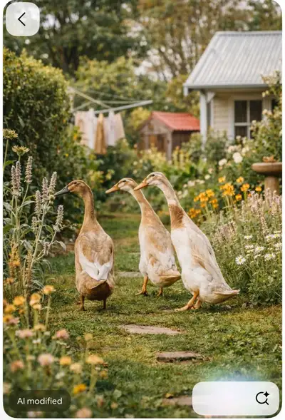 ISO Indian runner hatching eggs or ducklings, View more