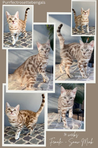 ⭐Health Tested TICA Registered Snow Bengal- Ready To Go ⭐