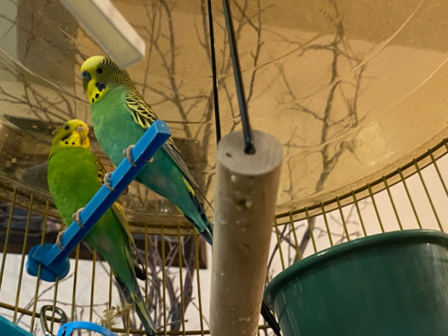 Beautiful Budgie Pair w/cage in Accessories in Calgary