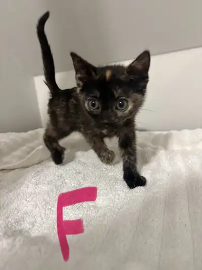 cute kittens available, $80 each If interested text: 9022008509 also CASH ONLY. Pickup in Dartmouth...