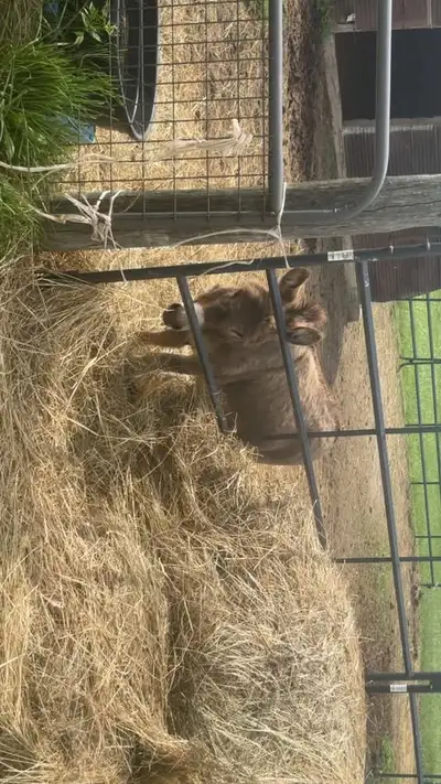 Male donkey for sale, View more