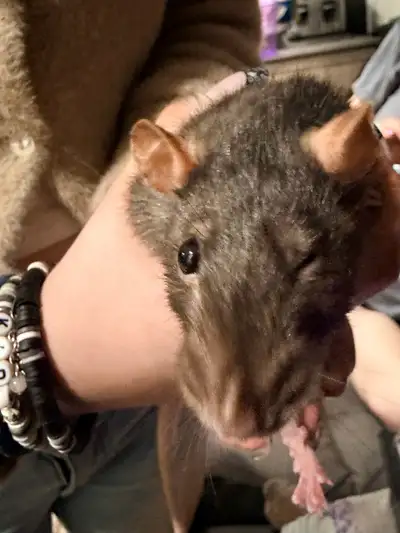 female hooded rat roughly 1.5 years old , View more