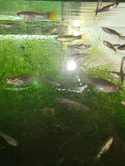 WILDTYPE RARE nano fish: Liberty Molly $25 juvenile pair (M/F), View more