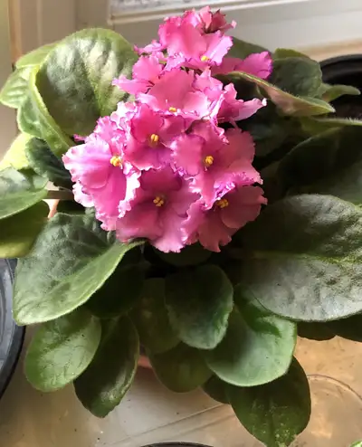 Add a touch of beauty to your home with this vibrant pink African Violet! This lovely plant is in ex...