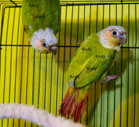 Baby Dilute Conures - Still very small, few left