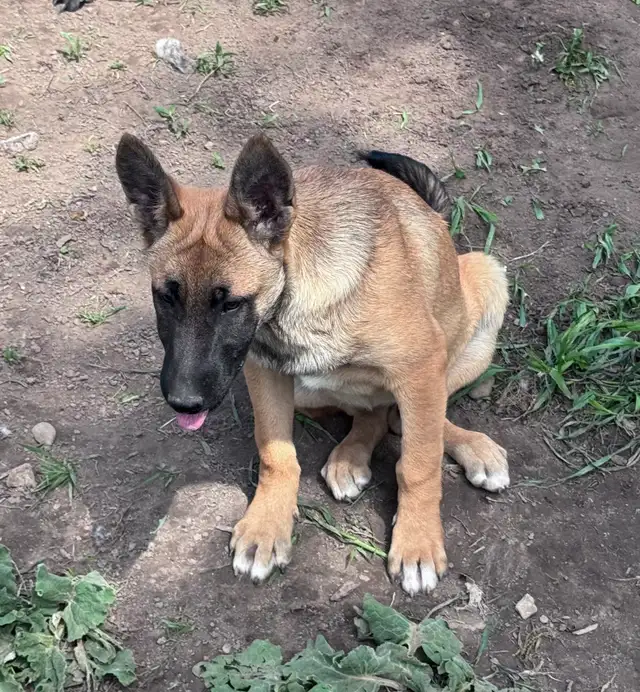 REDUCED PRICE Belgian Malinois one male and slight older female in Dogs & Puppies for Rehoming in Oshawa / Durham Region - Image 3
