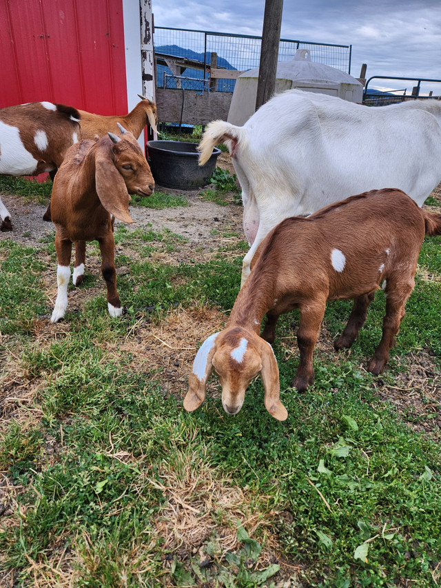 Nubian/boer doelings in Livestock in Abbotsford - Image 4