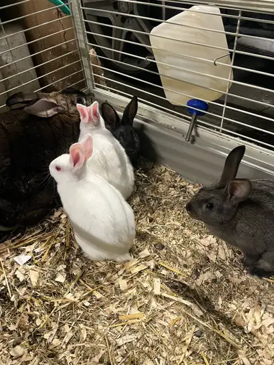 6 NZ-Rex Mix rabbits 6 weeks, View more