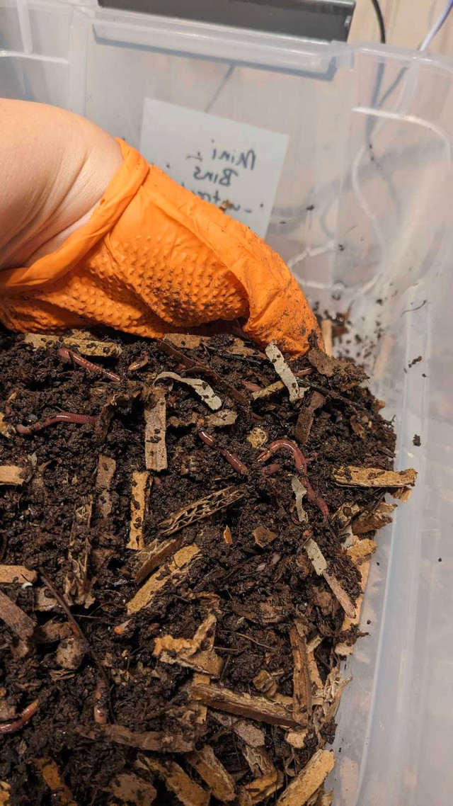 Worm Bin with 50 worms in Plants, Fertilizer & Soil in Strathcona County - Image 4