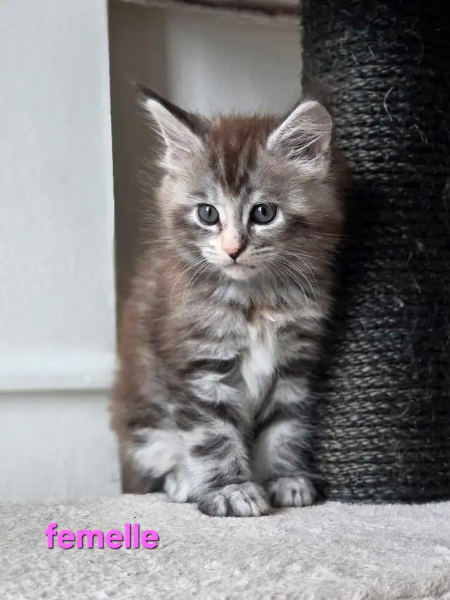 Maine coon chatons