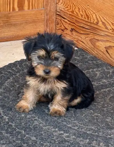 Chiot mâle Yorkshire terrier de 4 mois à vendre. Vacciné et micropucé. Il est propre sur pee pad, ad...