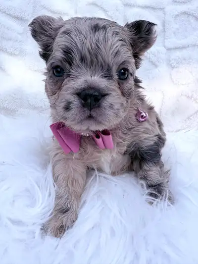 Adorable Frenchies Ready Soon!, View more