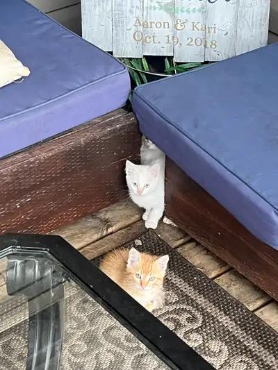 kittens for sale, View more