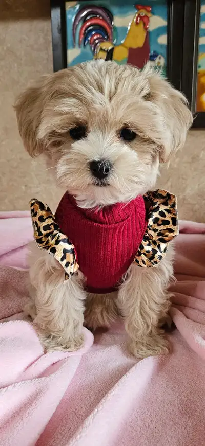 We have 2 adorable little boys and 1 sweet girl available now for loving homes. They have been to th...