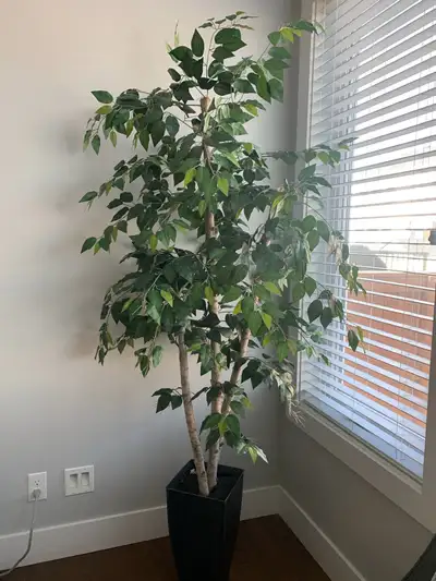 7ft tall beautiful artificial tree with a natural look,bought from Silk Plant Warehouse over $300