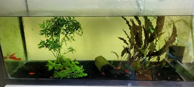 Fish & Aquarium setup (AS IT IS) in Fish for Rehoming in Oakville / Halton Region - Image 2