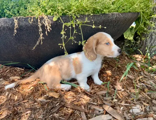 Dachshund puppies in Dogs & Puppies for Rehoming in St. Albert - Image 3