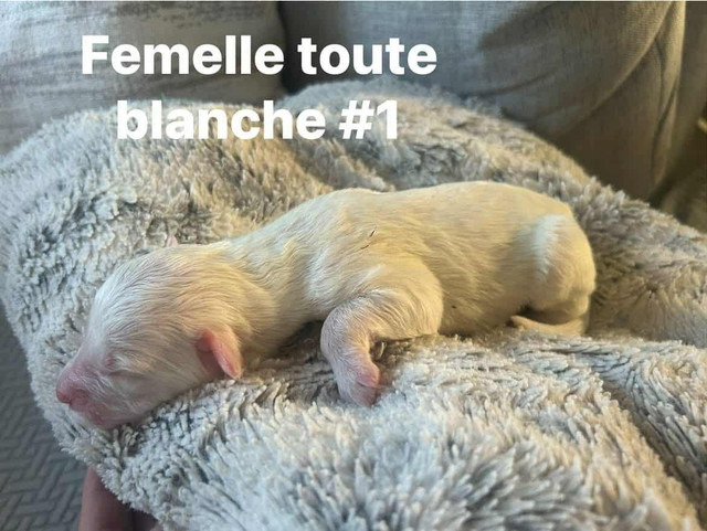 Berger anglais dans Chiens et chiots à adopter  à Lanaudière - Image 2