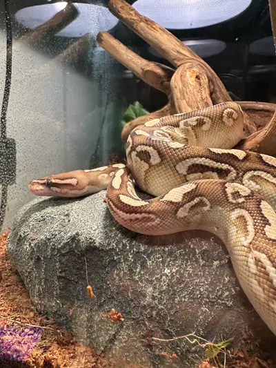 Female Ball Python , View more