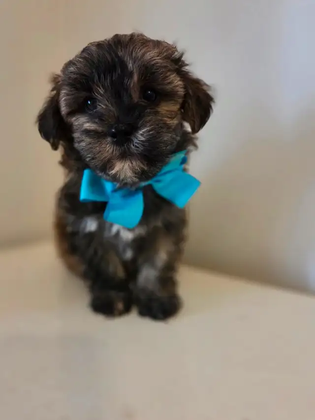 ♡♡Wow  magnifiques  morki ♡♡ in Dogs & Puppies for Rehoming in Laurentides - Image 9